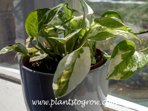 Pearls and Jade (Epipremnum aureum) 
This plant was growing in a southwest window in the winter time. It managed to take this hot sun for a while but started to burn as the sun became hotter. But as the summer progress the window is shade by a Maple tree.